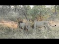 Two Big Male Lions marking their territory early morning in front of my vehicle