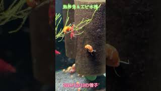 【アクアリウム水景】2024/12/13の熱帯魚＆エビ水槽【ワダッシュ】