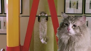 Nine Lives (2016 Comedy Film) - Official HD Movie Trailer