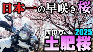 日本一早咲きの桜‼西伊豆土肥の土肥桜行って来た…ケド。VストからTRIUMPH TIGER800に乗り換えて、トリシティ155を足に乗ってる、おっさんの動画。