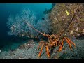 Big  Pāua bed, and Cray Diving in Dunedin