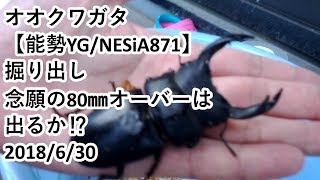 オオクワガタ飼育【NESiA871／能勢YG】　掘り出し　念願の80㎜オーバーは出るか⁉