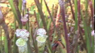 六甲高山植物園　兵庫県