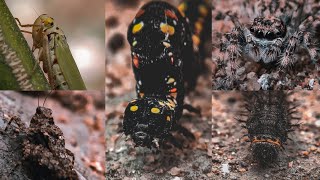Macro Photography of INSECTS | Mobile  Photography
