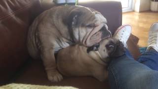 Bulldog Sleeps on Pug