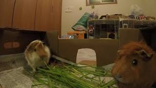 #アビシニアンモルモット　#GuineaPig  # 63 生牧草(イタリアンライグラス)