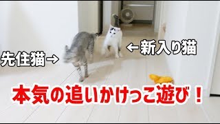 先住猫と新入り猫の本気の追いかけっこ遊び！