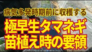 玉ねぎの植え方。葉っぱは短くする？植える深さは？肥料は？玉ねぎ植え付けのポイントがわかります。10/13