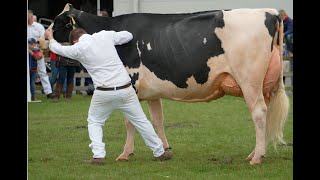 This is unbelievable.Top International judge verdict on Holstein Championship Cows  at Balmoral Show