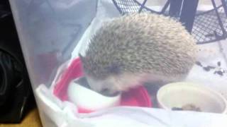 ハリネズミ - 餌食って水ごくごく