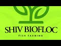 fish farming jaunpur biofloc fishfarming