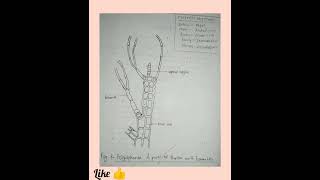 TO study the give specimen ( polysiphonia)😍😍😍😍