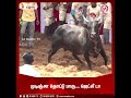 முடிஞ்சா தொட்டு பாரு... ஜெட்லீ டா jallikattu2024 jallikattu keelakarai madurai mnadu