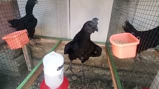 Belajar Ternak Ayam Cemani Lidah Hitam