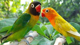 Lovebird Chirping Sounds - Green Personata \u0026 Yellow Pastel Pied