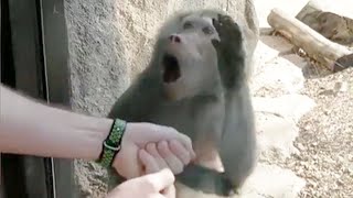 Monkeys Reaction to Magic 🤩- Funny Monkey Videos [Funny Pets] dubbing @ajaysainiyt716