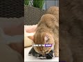 Cat's Calming Button