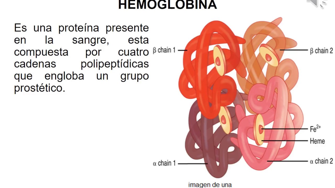 Hemoglobina Parte 1 (función, Tipos, Mioglobina, Diferencias) - YouTube