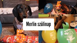 A kutyám születésnapi bulit tart 🎂❤️🐶 #merlinkalandok