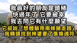 我最好的朋友是頭豬快過年了 它要被宰我去問它有什麼願望它卻說「想體驗用兩條腿走路」我轉頭找到神婆要了張換魂符#書林小說 #重生 #爽文 #情感故事 #唯美频道