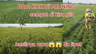 penampakan hasil pruning padi dari hari pertama hingga panen