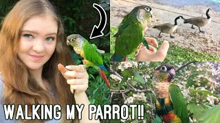 Green Cheek Conure Goes Hiking and to the Beach! (How I Walk My Bird)