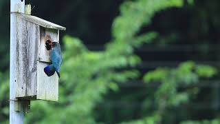 ◎♪鳥くん野鳥動画・ブッポウソウ幼鳥巣立ちまでの3分間。　　　　　　　20210713岡山県ー6Z3A3832