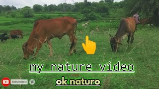 Nature | Nature WhatsApp status | Beautiful view | Nature Sounds | Nature Full screen video status