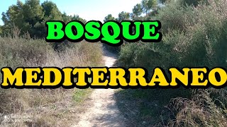 COMO IDENTIFICAR PLANTAS MEDICINALES - PASEO POR EL BOSQUE MEDITERRANEO