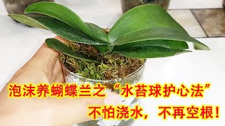 泡沫养蝴蝶兰之“水苔球护心法”，不怕浇水，不再烂根空根！（阿涛养花155期）