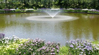 白鷺公園の花菖蒲（２０２０年６月８日）