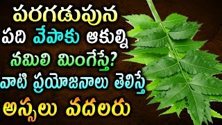 వేపాకు ఆకుల్ని నమిలి మింగేస్తే ఏం జరుగుతుందో తెలుసా | Telugu Health Tips