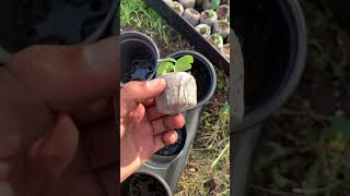 How To Transplant Your Seedlings!🌱🧑🏽‍🌾 #gardening #organic #growyourownfood #tutorial #crops