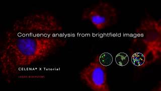 Confluency analysis from brightfield images