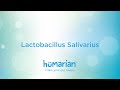 Lactobacillus Salivarius