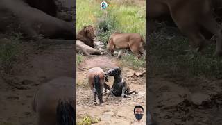 WOW!! PERSETERUAN ANTARA SINGA VS KUDA #animals #shorts