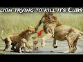 Lioness rescues her cubs from angry lion he's trying to kill his own cubs | kruger National Park