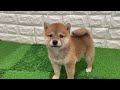 158571　柴　ペットショップ犬の家＆猫の里春日井本店