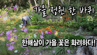 가을 정원 한 바퀴 구경하세요 | 한해살이 가을 꽃은 화려해요 | 9월말 정원 강원도 | 국화 꽃길 | 여우꼬리 맨드라미, 꽈리, 코스모스 등 | 정원가꾸기