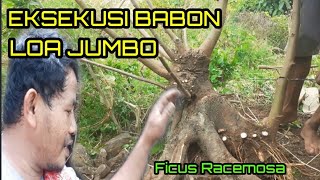 Berburu Bahan Bonsai Loa super jumbo