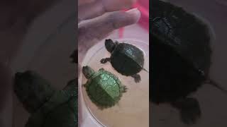 ஆமை குட்டிகள் 🐢 available #ஆமை #shorts #trending #viral #hadhiraspets #pets #tamil.