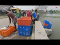 galah budidaya udang mastering the art of shrimp farming