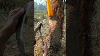 Palm trees are being crushed to extract palm juice #nature #youtubeshorts