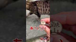 「ハンコと猫散歩MOVE」気に入ってくれるかな？ #cat #ねこ #おもしろmy印鑑 #猫のいる暮らし