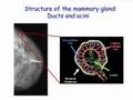 Genes and the Microenvironment: Two Faces of Breast Cancer