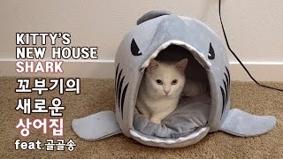 꼬부기의 새로운 상어집 - 1살+2개월 오드아이 먼치킨 고양이 Munchkin Cat Gato マンチカンねこ 短足猫