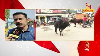 Stray Cattles Causing Traffic Problems In Bhabanipatna | NandighoshaTV