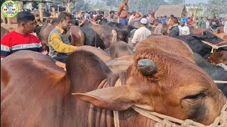 আজ ৩১ জানুয়ারি | আমদানি ভরপুর, ক্রেতা কম!  খামার উপযোগী শাহিওয়াল ষাঁড়ের দাম  |  আমবাড়ি হাটে