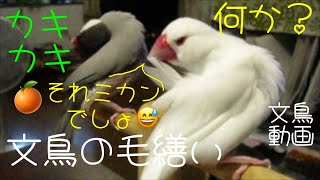 文鳥の一生懸命毛繕い　スリスリカキカキバタバタ　文鳥動画