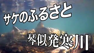 「さけのふるさと　琴似発寒川」#発寒　#琴似発寒川　#サケ